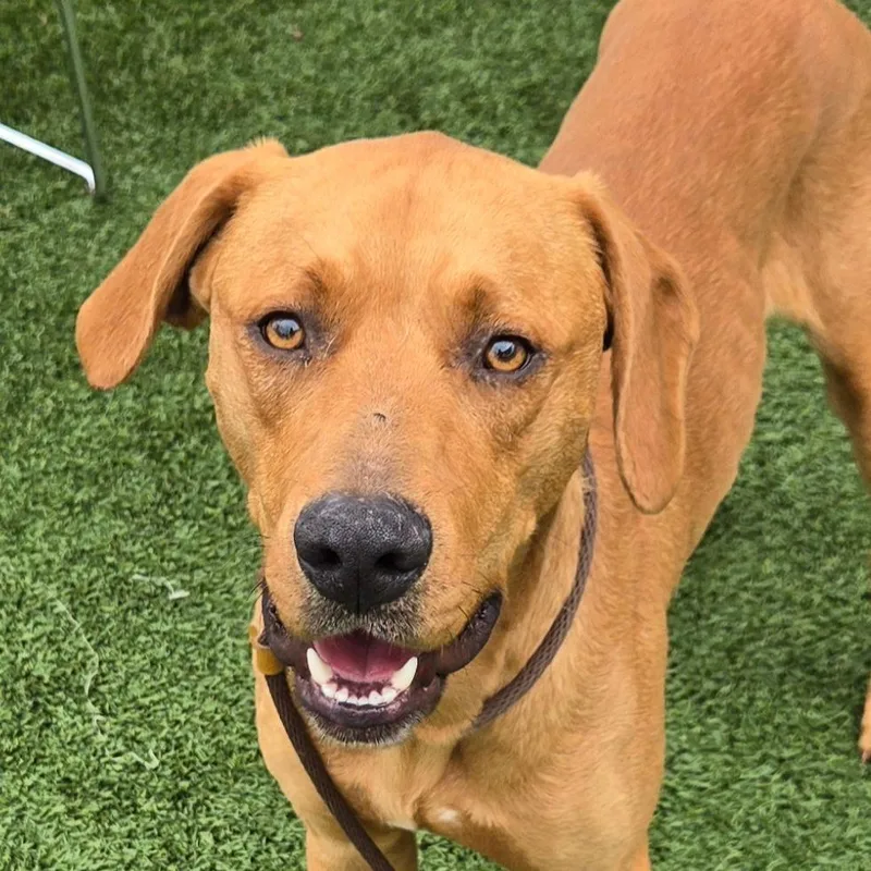 A young medium-sized male Brown / Chocolate Hound dog named Hammy for adoption in Chattanooga, TN