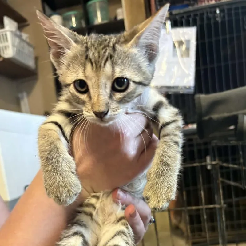 A baby small-sized female Black Domestic Short Hair cat named Billie for adoption in Stephenville, TX
