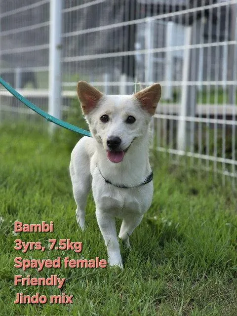Bambi