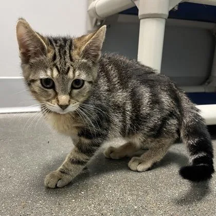 A baby small-sized female Domestic Short Hair cat named Nani for adoption in Janesville, WI