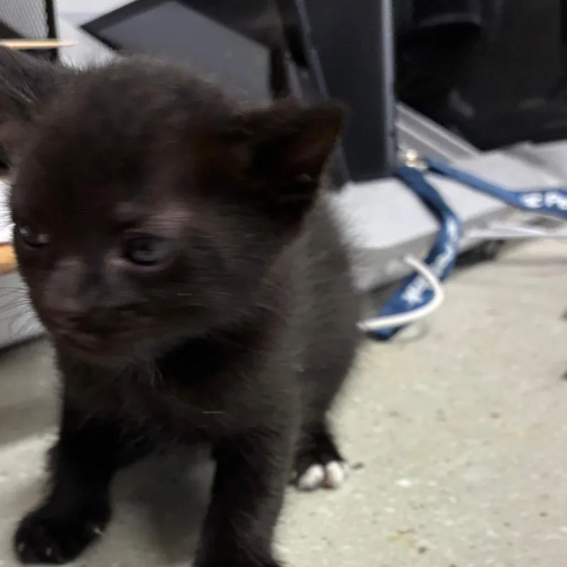 A baby small-sized male Black Domestic Short Hair cat named Twinkle Toes for adoption in Horn Lake, MS