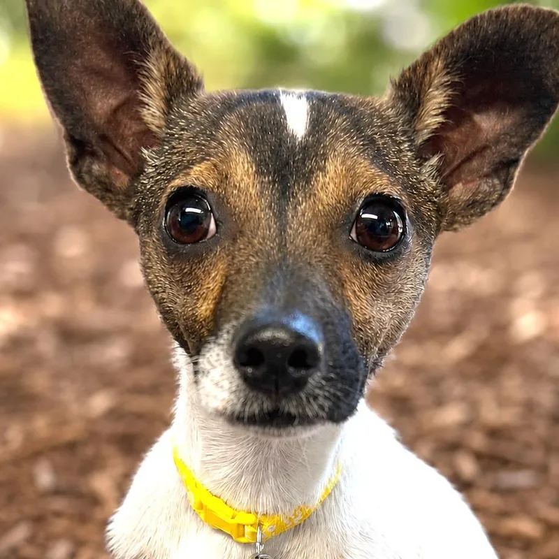 A young small-sized male Brown / Chocolate Jack Russell Terrier dog named Boogie for adoption in Boerne, TX