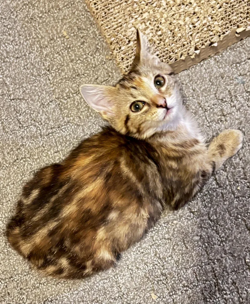 A baby medium-sized female Domestic Short Hair cat named Peanut for adoption in Reston, VA