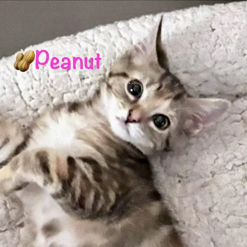 Peanut thumbnail 2