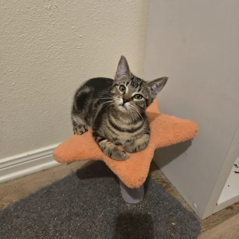 A baby small-sized male Tabby (Brown / Chocolate) Domestic Short Hair cat named Mistery for adoption in Liverpool, TX