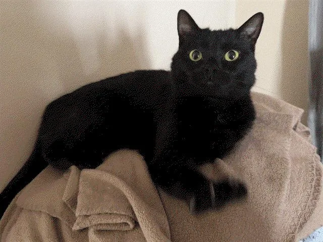 A young medium-sized female Domestic Short Hair cat named Toes for adoption in Camden, SC