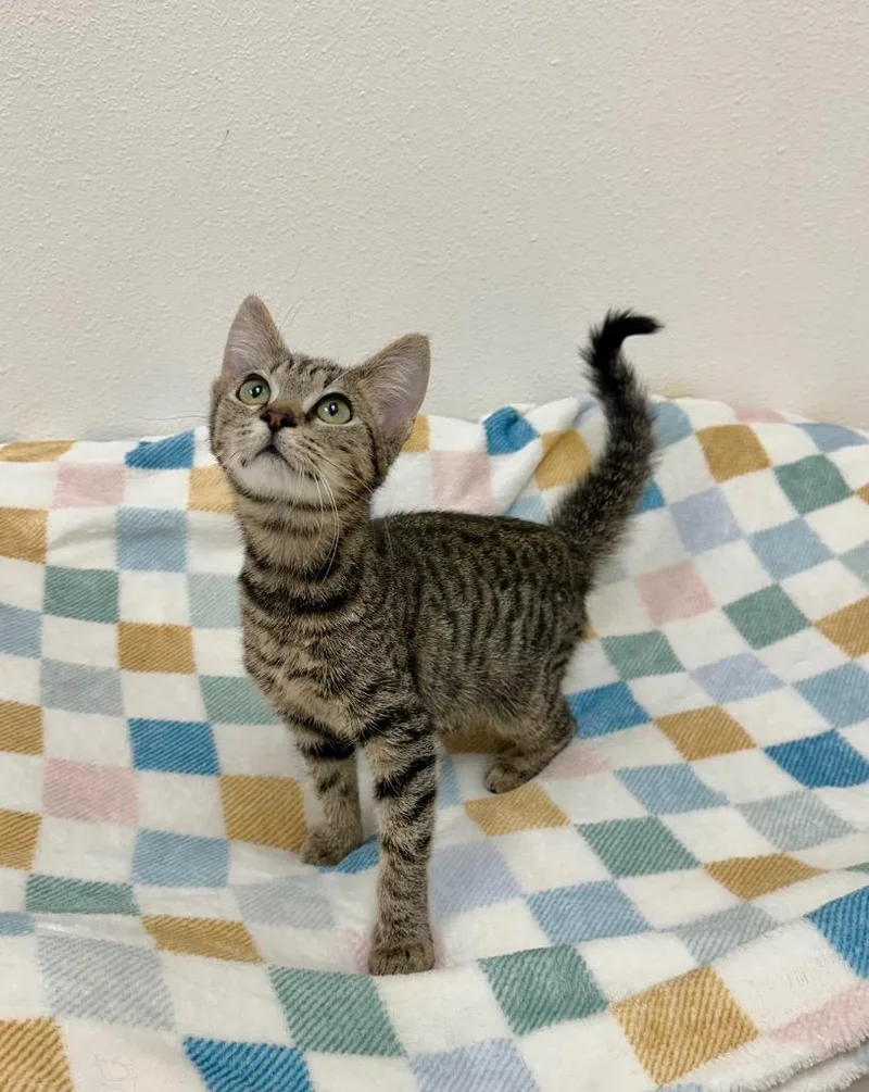 A baby small-sized female Tabby cat named Fruit Bowl @Petsmart Walker for adoption in Newberg, OR