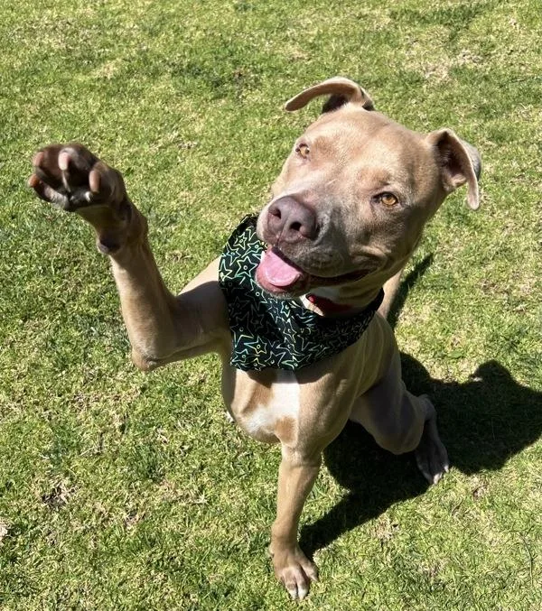 An adult large-sized male Pit Bull Terrier dog named Bruce for adoption in El Cajon, CA