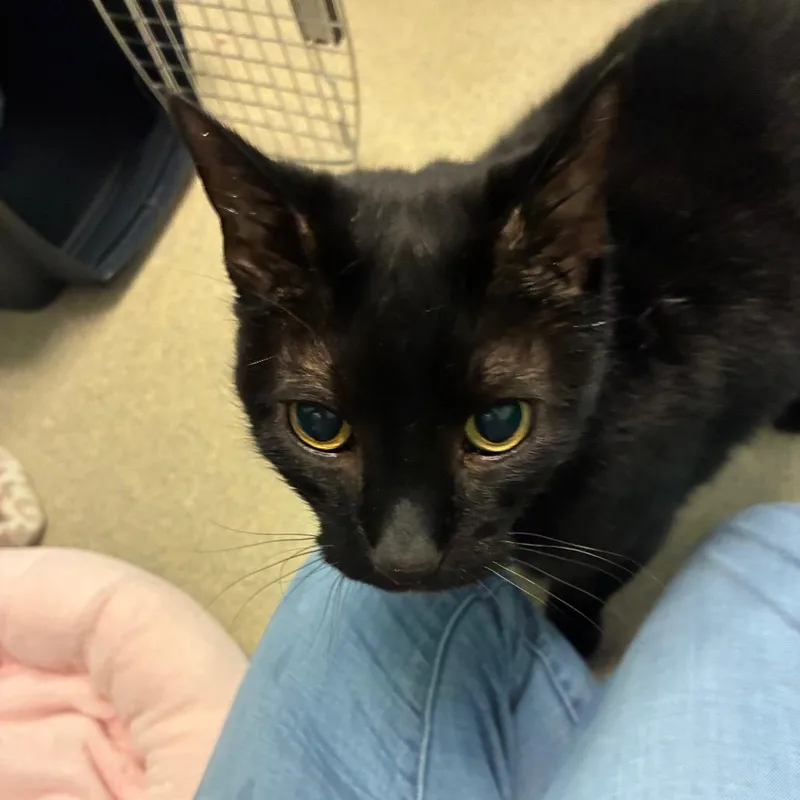 A senior large-sized male Black Domestic Short Hair cat named Bubba for adoption in Fredericksburg, VA