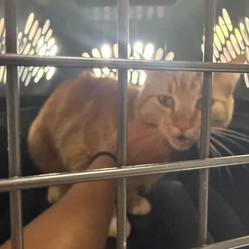An adult medium-sized male Orange / Red Domestic Short Hair cat named Nugget for adoption in Taos, NM