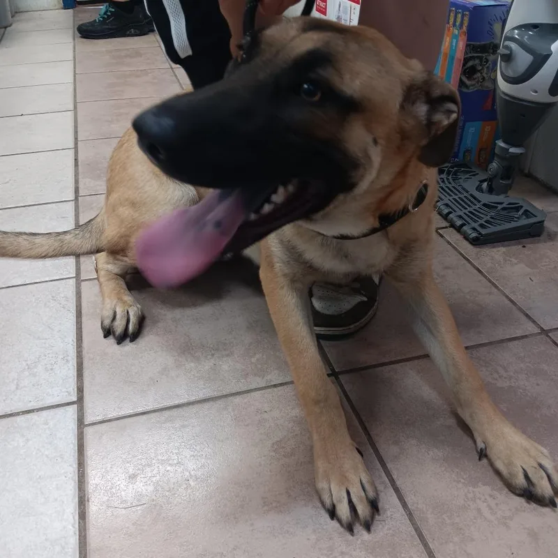 A young medium-sized male Brown / Chocolate Mixed Breed dog named The Brain for adoption in Eureka Springs, AR