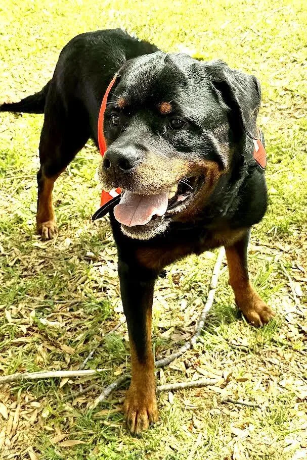 Leo