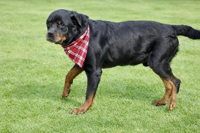 Leo thumbnail 6