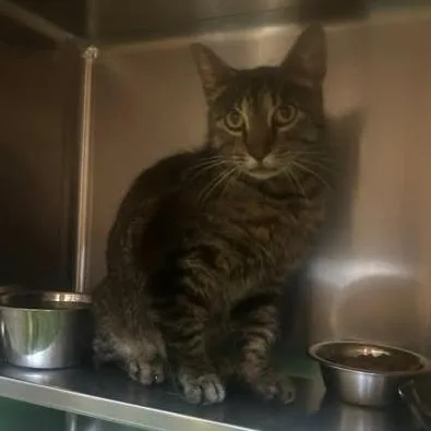 An adult medium-sized female Brown / Chocolate Domestic Short Hair cat named Alicia for adoption in Bristol, IN