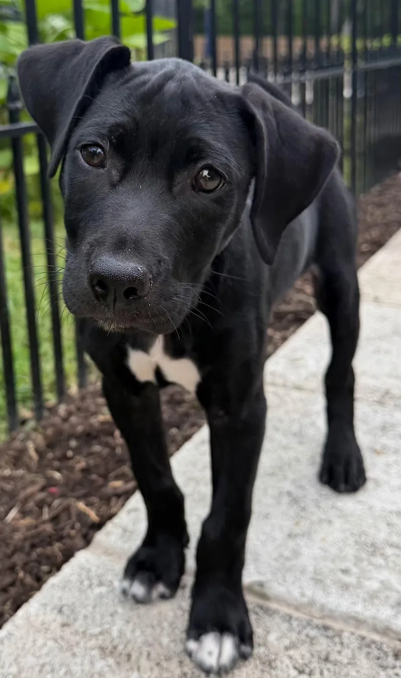 A baby medium-sized male Labrador Retriever dog named Puppy Phoenix for adoption in Franklin, TN