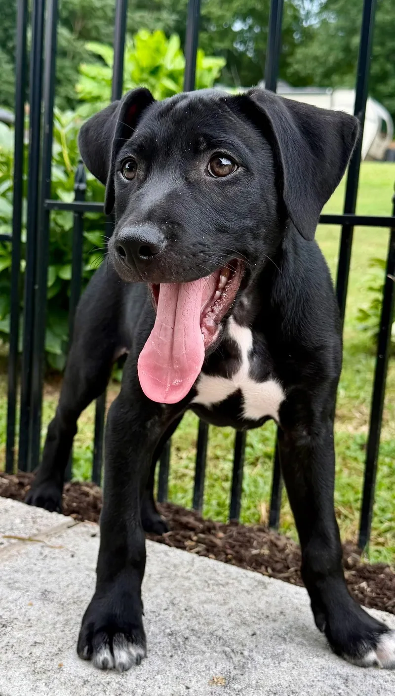Puppy Phoenix thumbnail 2