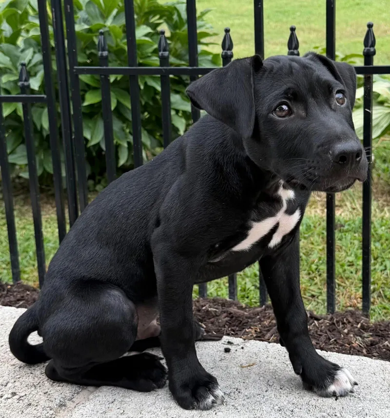 Puppy Phoenix thumbnail 3