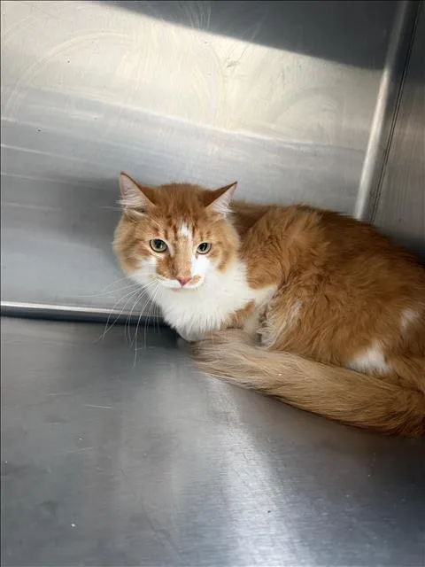 A young small-sized male Domestic Short Hair cat named Tiger for adoption in Los Angeles, CA