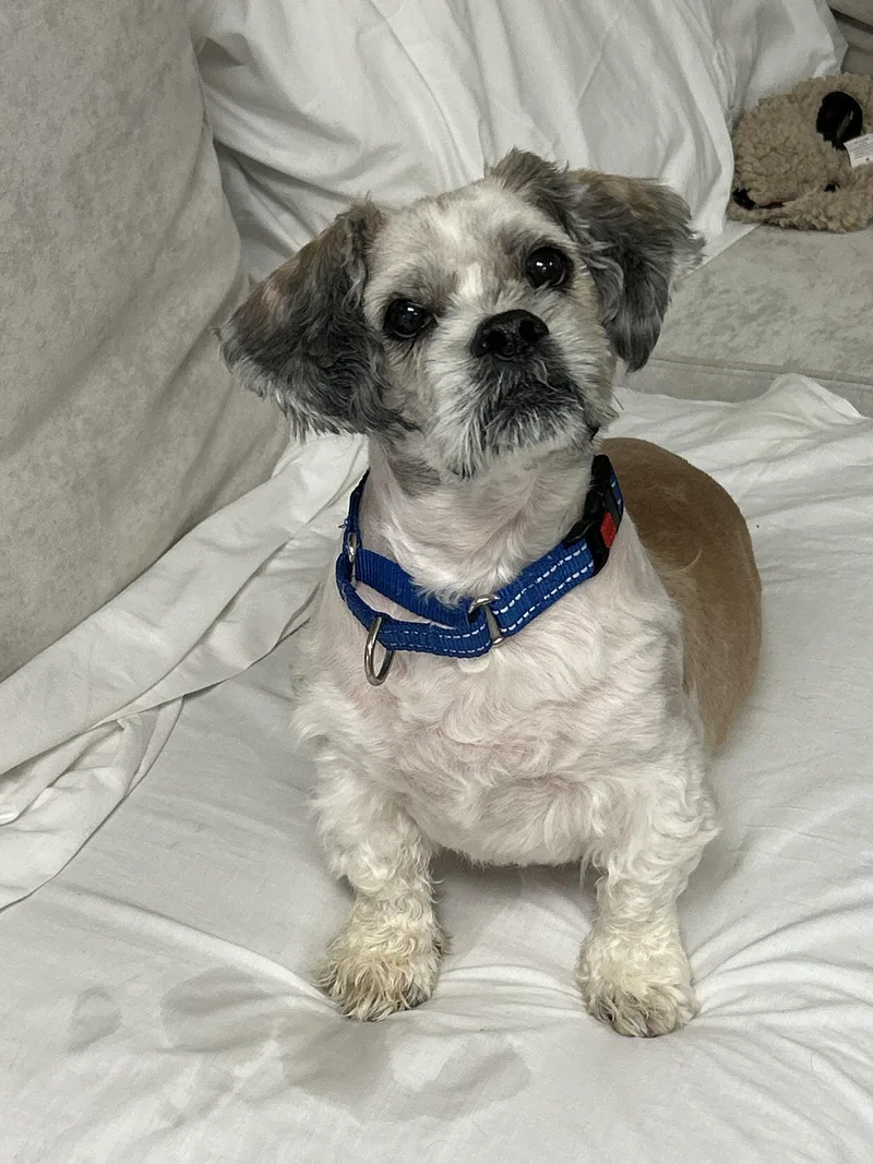A senior small-sized male Lhasa Apso dog named Paws for adoption in Sudbury, MA