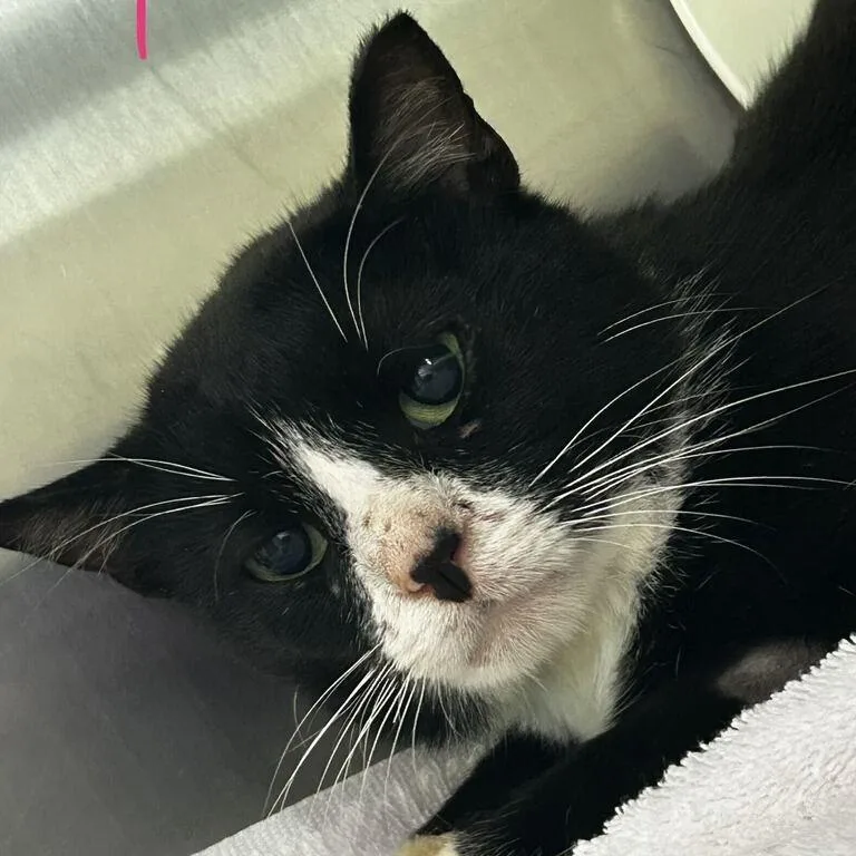 A young medium-sized male Black Domestic Short Hair cat named Seasmoke for adoption in Spruce Pine, NC