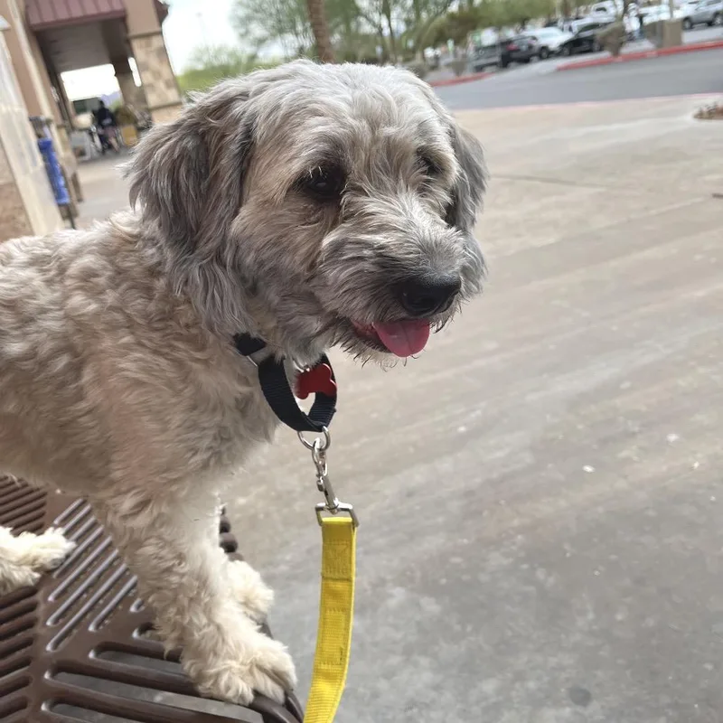 An adult small-sized male Terrier dog named Boogie for adoption in Las Vegas, NV
