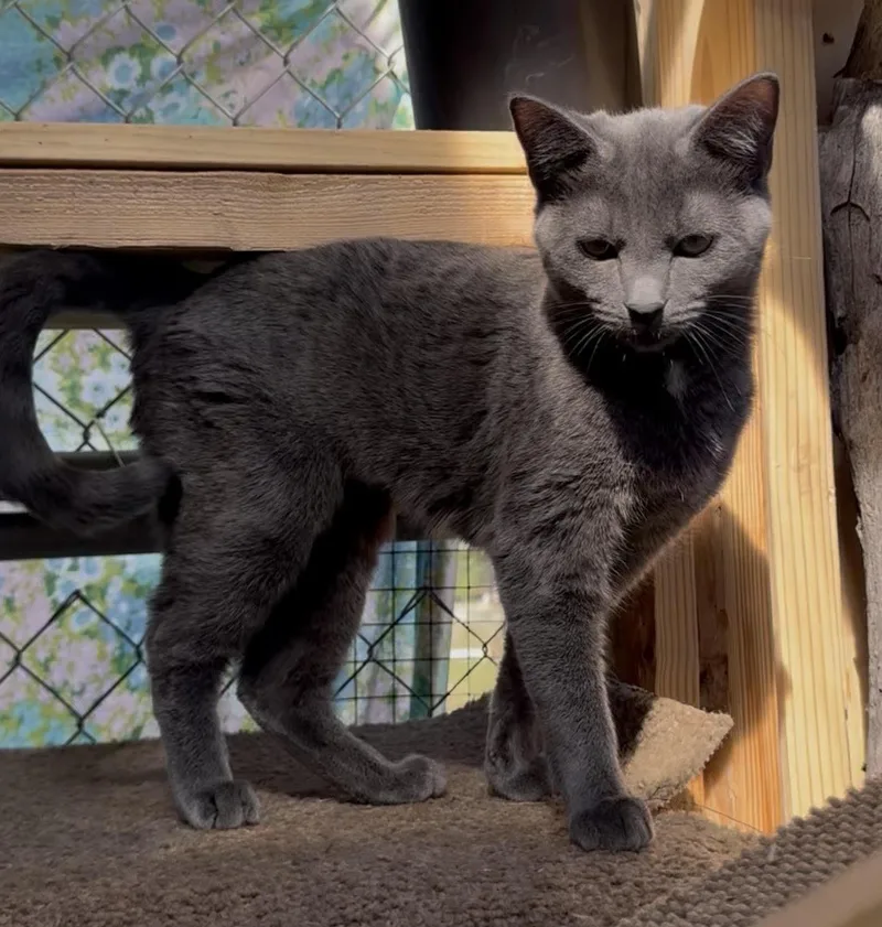 A young medium-sized female Gray / Blue / Silver Russian Blue cat named Pewter for adoption in Butte, MT