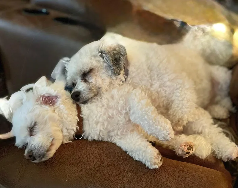 An adult small-sized male White / Cream Havanese dog named Max & Isaac for adoption in Monroeville, PA