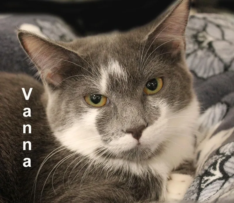 A baby medium-sized female Gray & White Domestic Short Hair cat named Vanna Fuhr. for adoption in Stowe, PA
