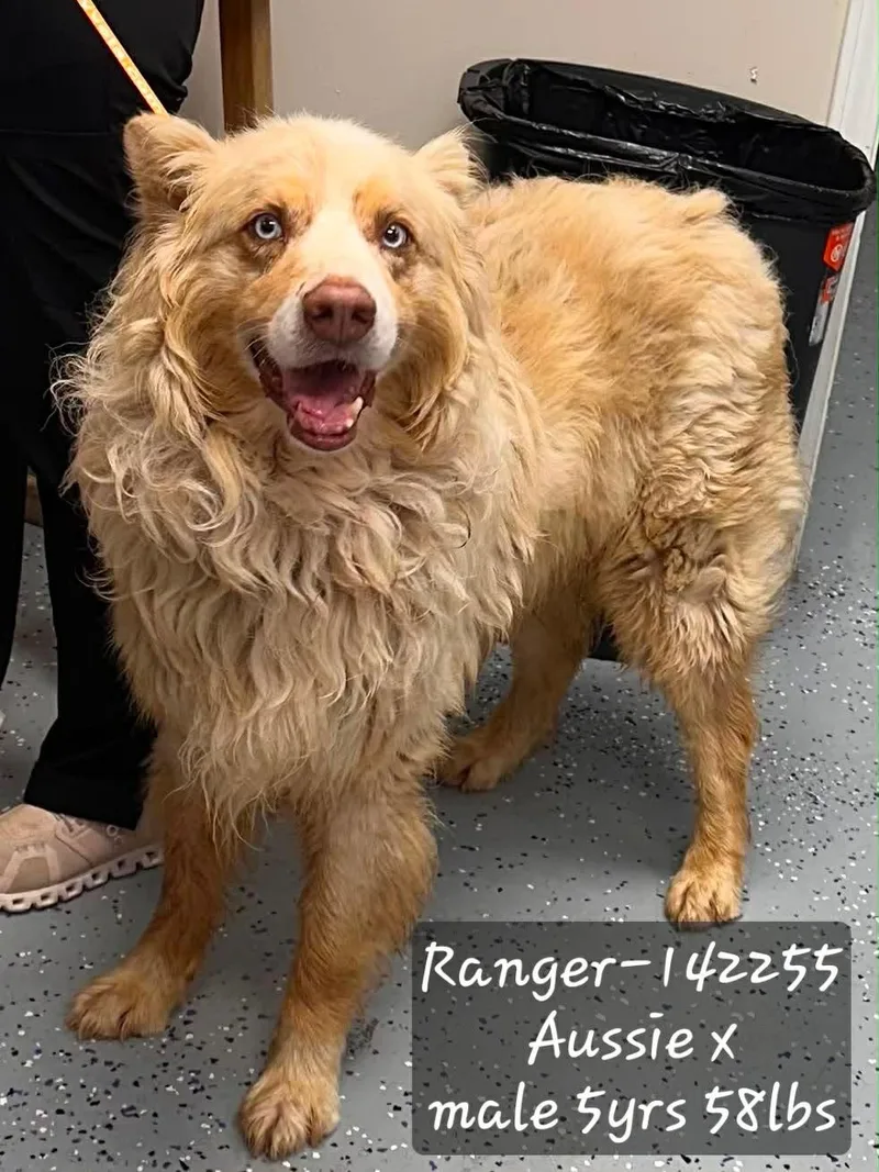 An adult large-sized male Australian Shepherd dog named Ranger for adoption in Knoxville, TN