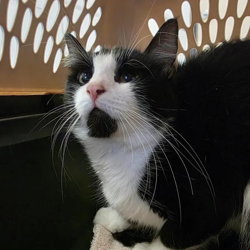 A young medium-sized female Black Domestic Short Hair cat named Duffy for adoption in Watertown, NY