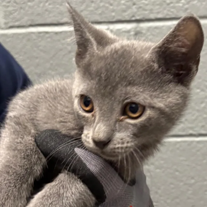 A baby small-sized male Gray / Blue / Silver Domestic Short Hair cat named Furby for adoption in Allentown, PA