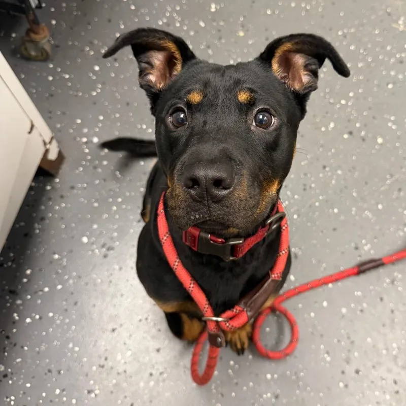 A young medium-sized male Brown / Chocolate Mixed Breed dog named Spade for adoption in Columbiana, AL
