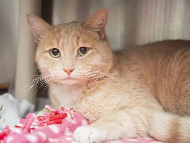 An adult medium-sized male Domestic Short Hair cat named Cricket for adoption in Phoenix, AZ