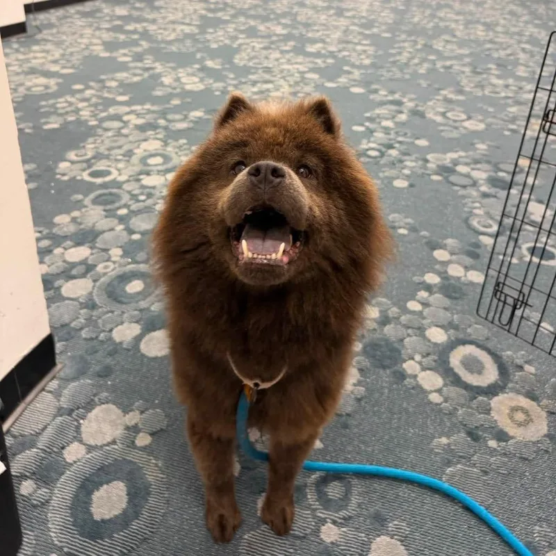 An adult medium-sized female Gray / Blue / Silver Chow Chow dog named Avani for adoption in Fredericksburg, VA