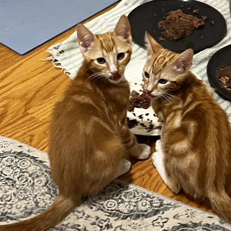 A baby small-sized male Orange / Red Domestic Short Hair cat named Spanky for adoption in Chino Hills, CA