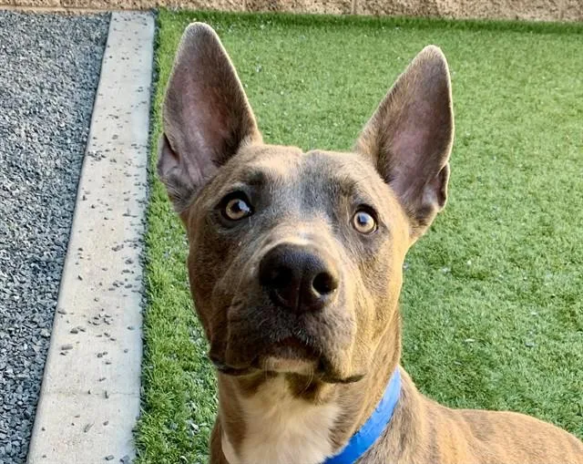 A young large-sized male Black Pit Bull Terrier dog named SAVE ME PLEASE Ruff for adoption in San Marcos, CA