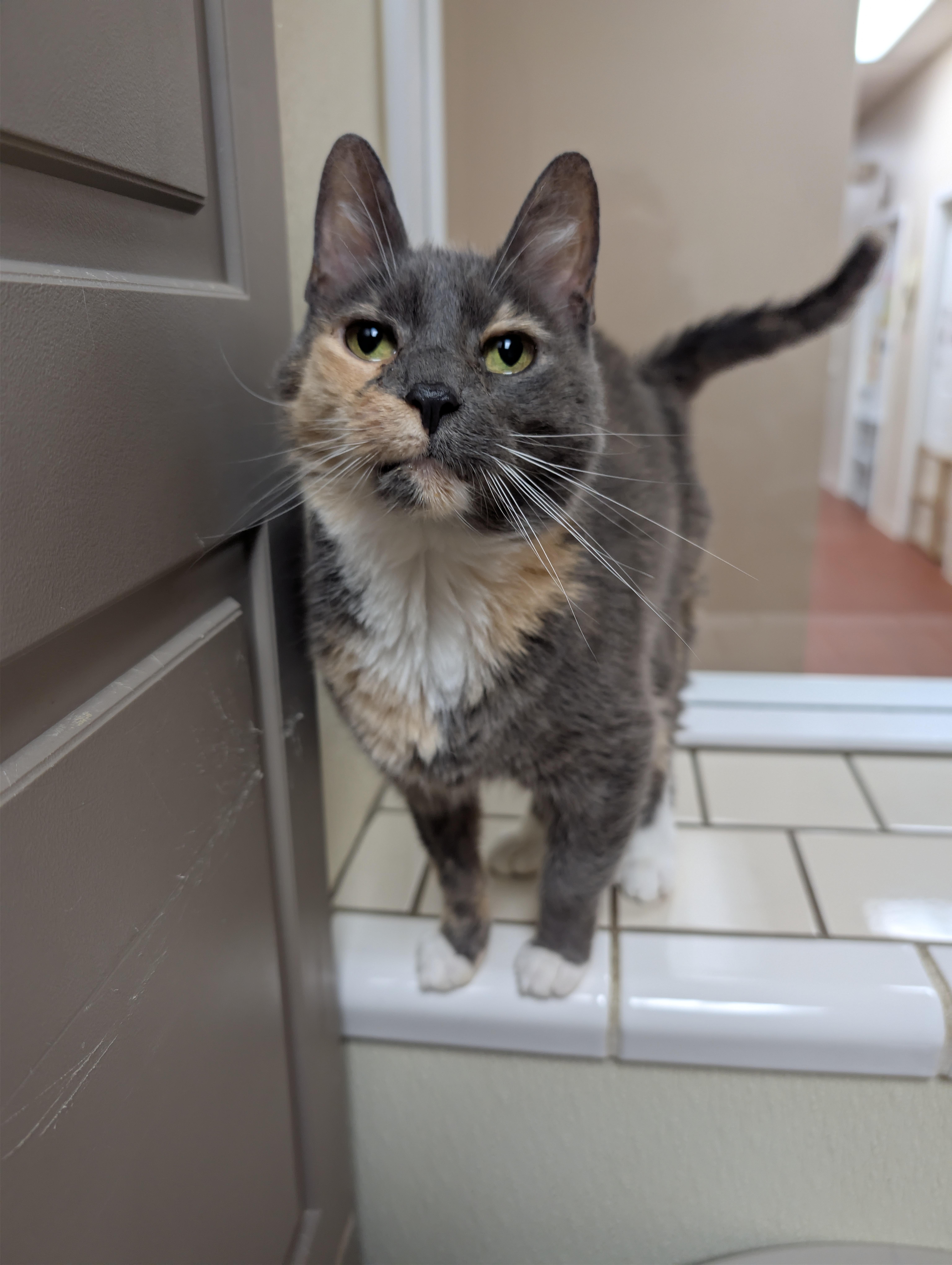 An adult medium-sized female Dilute Calico Domestic Short Hair cat named Janine for adoption in Binghamton, NY