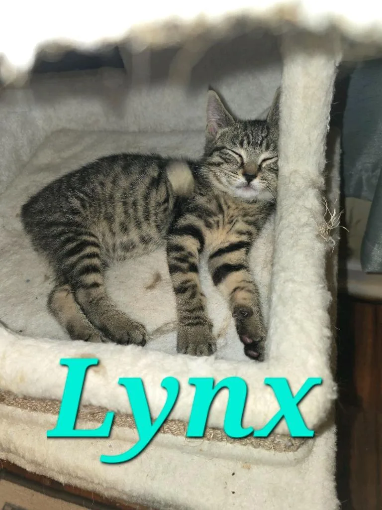 A baby medium-sized female American Bobtail cat named Lynx for adoption in Johnson City, TN