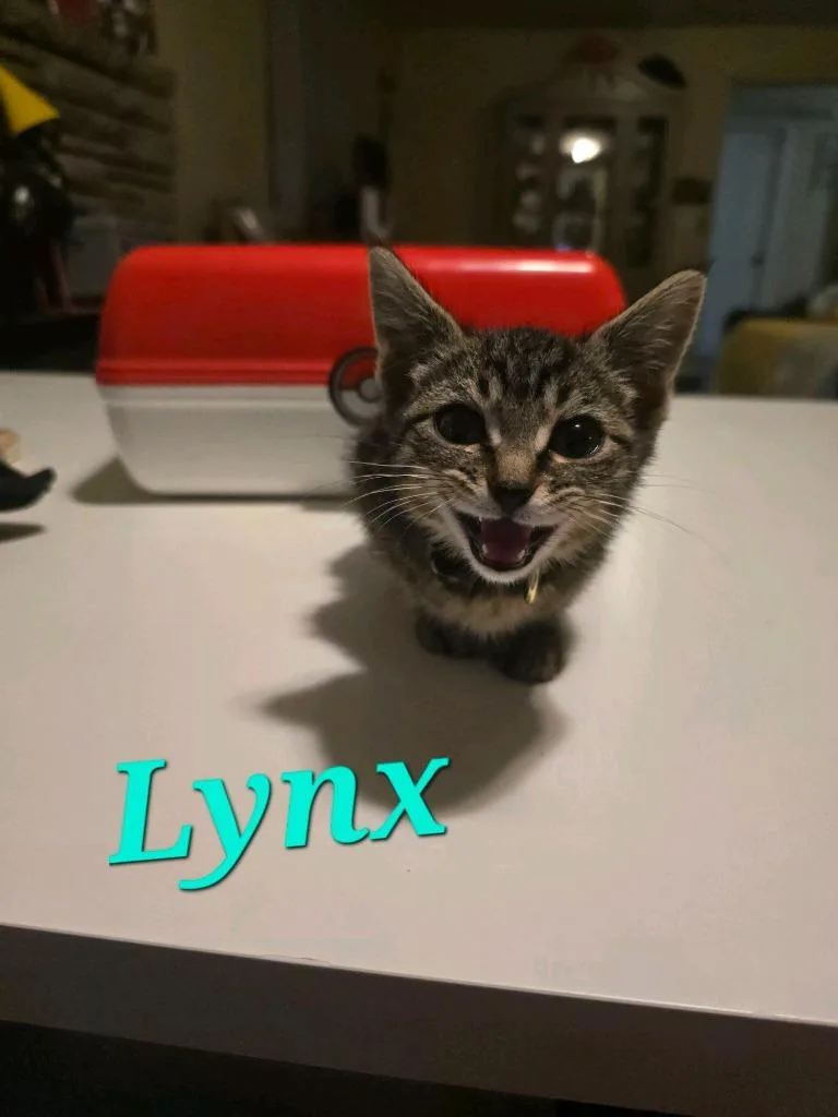 Lynx thumbnail 2