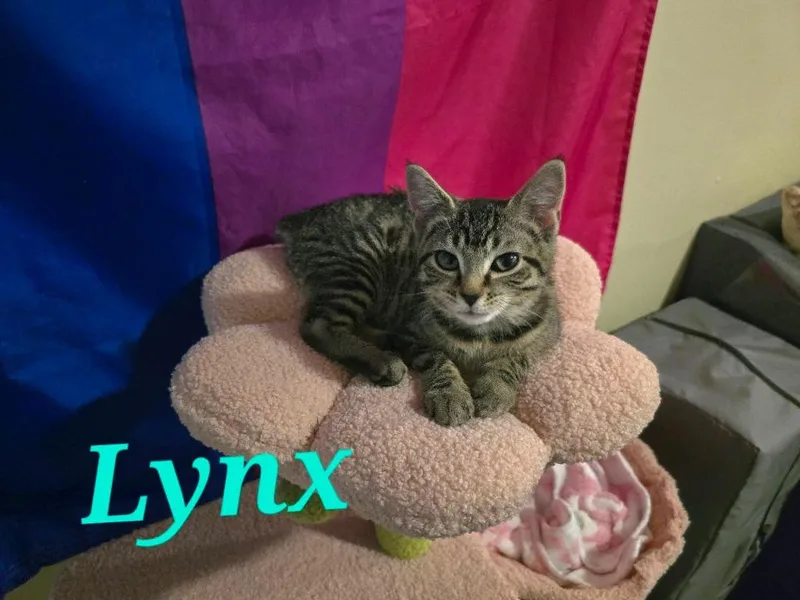 Lynx thumbnail 4
