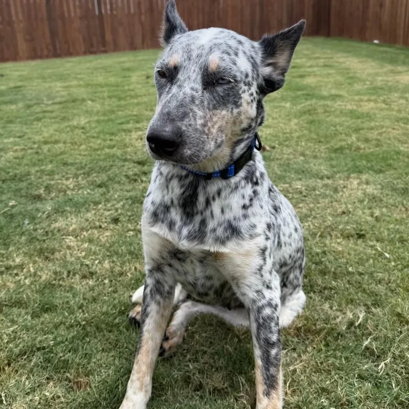Maggie
