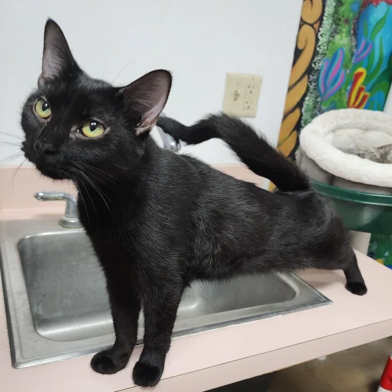 A young medium-sized female Domestic Short Hair cat named Phoenix for adoption in Dixon, IL