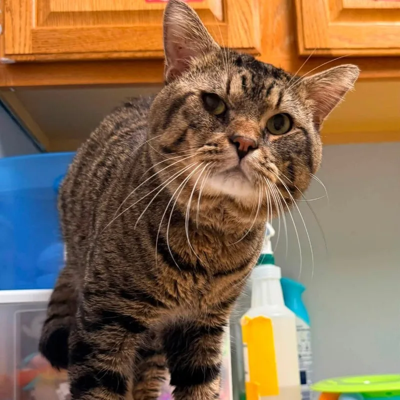 An adult large-sized male Brown / Chocolate Domestic Short Hair cat named Paddington for adoption in Fargo, ND