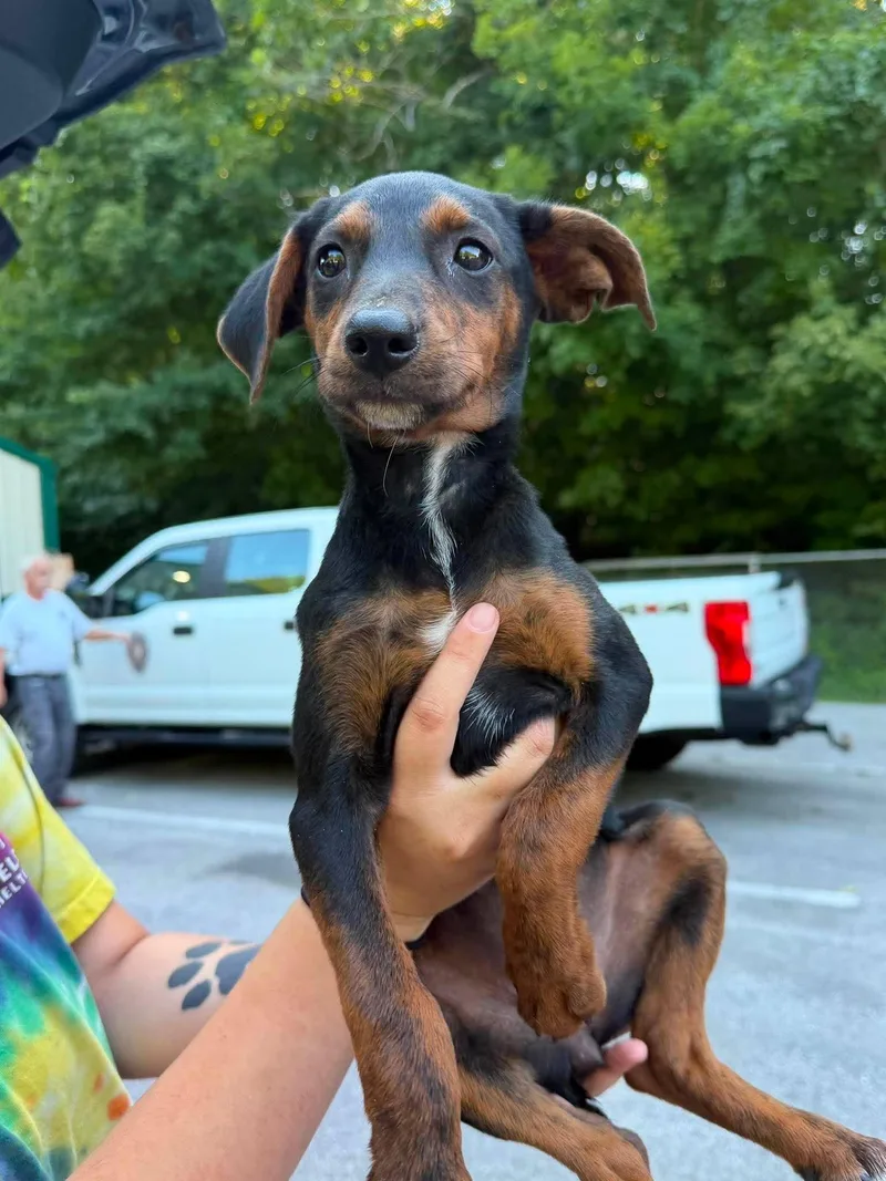 A young medium-sized female Black Mixed Breed dog named Sible for adoption in Leitchfield, KY