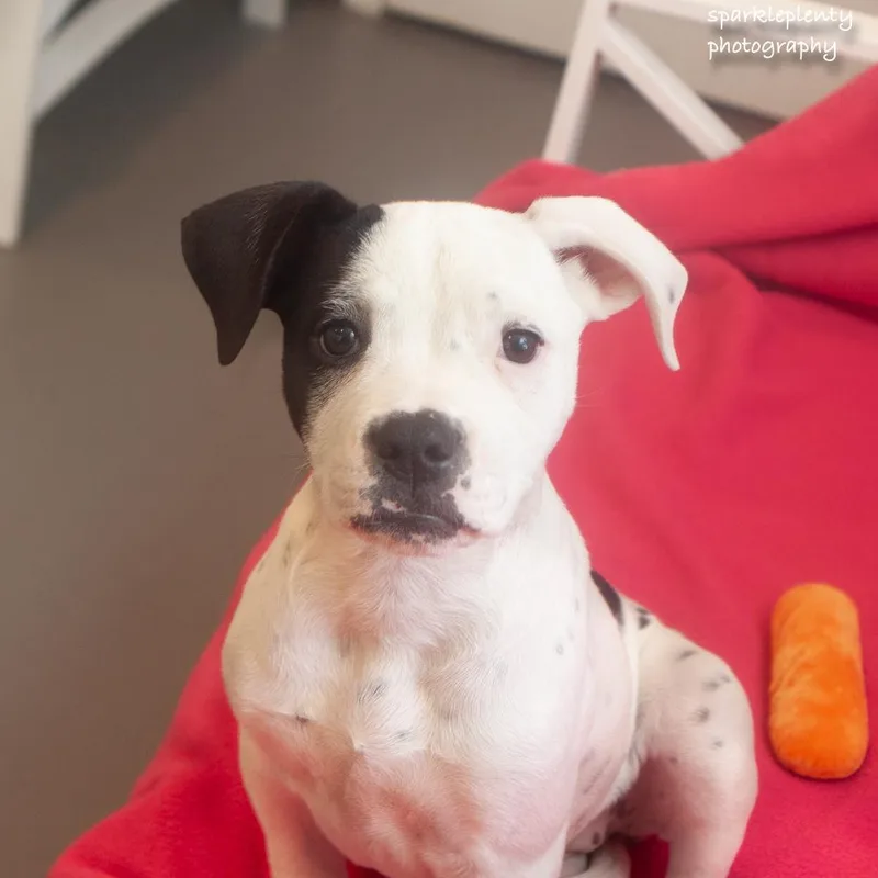 A baby medium-sized female Black Mixed Breed dog named Calamity Jane for adoption in Ridgefield, CT