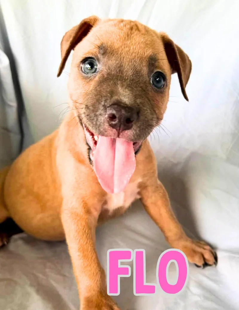 Flo