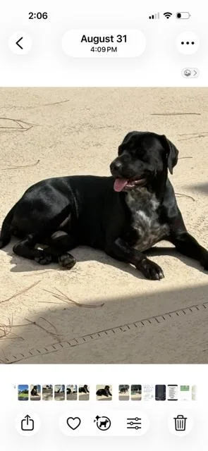 A young large-sized female Black Labrador Retriever dog named Citrine for adoption in Saint Augustine, FL
