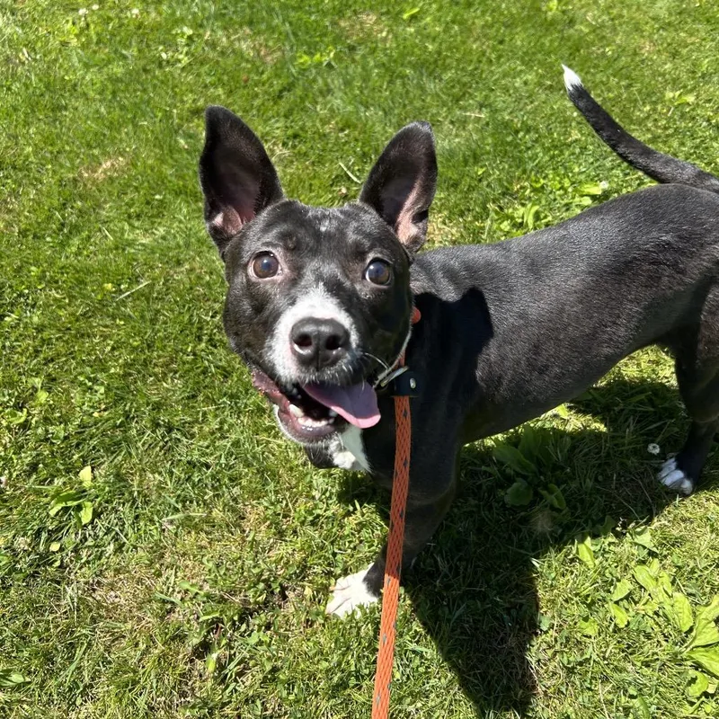An adult medium-sized female Black Mixed Breed dog named Alabama for adoption in Birdsboro, PA