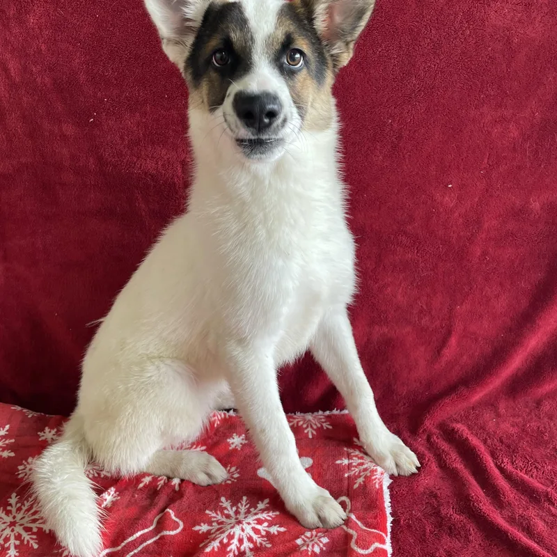 A young medium-sized male White / Cream Cattle Dog dog named Nelson for adoption in Lisbon, OH
