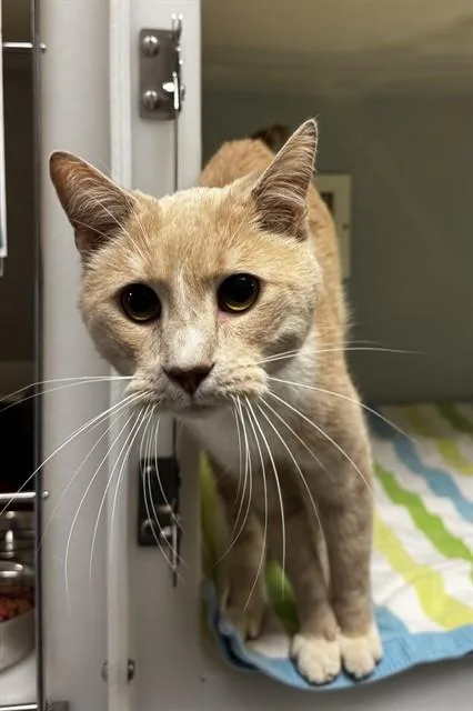 An adult medium-sized male Domestic Short Hair cat named Mr. Tiger for adoption in Statesville, NC